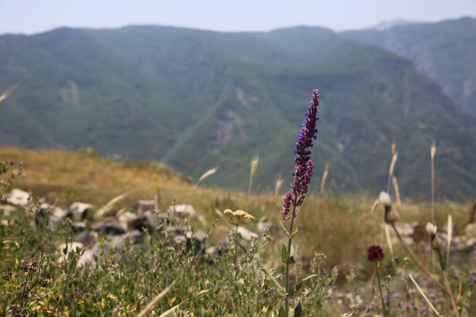 Բնապահպանական նախագծեր Տաթևում